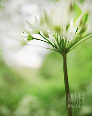 ALLIUM_URSINUM_WILD_GARLIC_RAMSONS