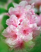 RHODODENDRON RUSSATUM, RHODODENDRON