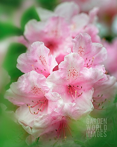 RHODODENDRON_RUSSATUM_RHODODENDRON