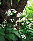 ALLIUM URSINUM, WILD GARLIC, RAMSONS