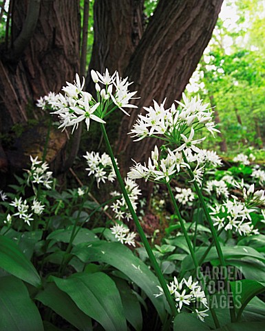 ALLIUM_URSINUM_WILD_GARLIC_RAMSONS