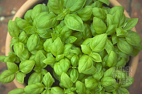 OCIMUM_BASILICUM_BASIL