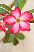 ADENIUM OBESUM, DESERT ROSE