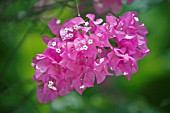 BOUGAINVILLEA, BOUGAINVILLEA