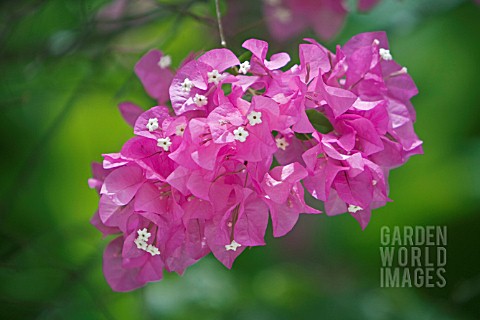 BOUGAINVILLEA_BOUGAINVILLEA