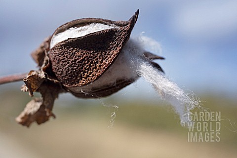 GOSSYPIUM_COTTON