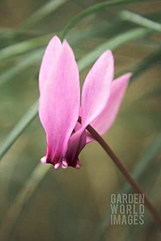 CYCLAMEN_CYCLAMEN