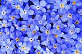 MYOSOTIS, FORGET-ME-NOT