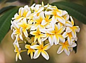 PLUMERIA RUBRA, FRANGIPANI, WEST INDIAN JASMINE, MONOI