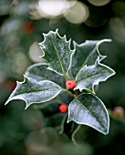 ILEX, HOLLY