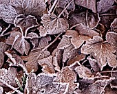 ACER PSEUDOPLATANUS, SYCAMORE