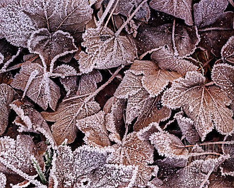 ACER_PSEUDOPLATANUS_SYCAMORE