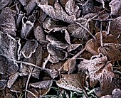 ACER PSEUDOPLATANUS, SYCAMORE