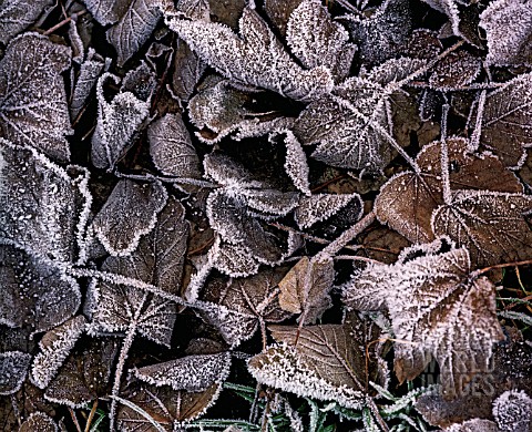 ACER_PSEUDOPLATANUS_SYCAMORE