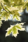 ACER PLATANOIDES VARIEGATA, MAPLE - NORWAY MAPLE VARIEGATED