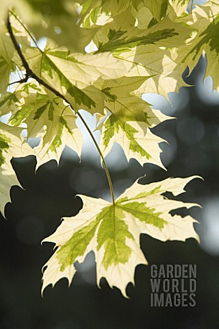 ACER_PLATANOIDES_VARIEGATA_MAPLE__NORWAY_MAPLE_VARIEGATED