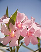 NERIUM OLEANDER, OLEANDER