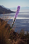 PINK FLOWER SPIKE, COASTAL VIEW