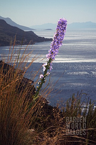 PINK_FLOWER_SPIKE_COASTAL_VIEW