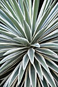 YUCCA GLORIOSA VARIEGATA, YUCCA