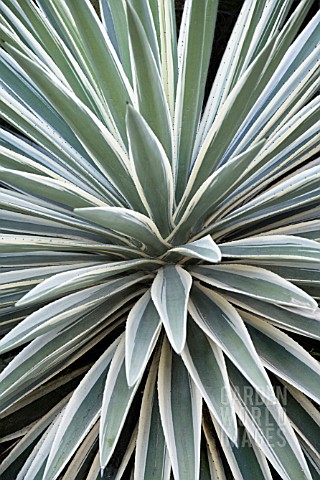 YUCCA_GLORIOSA_VARIEGATA_YUCCA