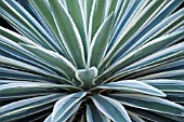 YUCCA GLORIOSA VARIEGATA, YUCCA