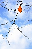 FAGUS SYLVATICA, BEECH