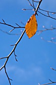 FAGUS SYLVATICA, BEECH