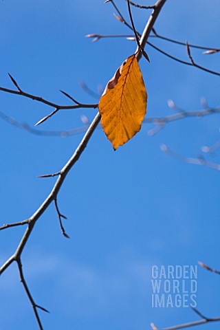 FAGUS_SYLVATICA_BEECH