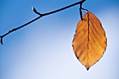 FAGUS SYLVATICA, BEECH