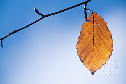 FAGUS_SYLVATICA_BEECH