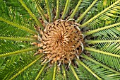 CYCAS CYCADACEAE, CYCAD