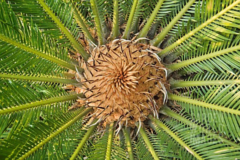 CYCAS_CYCADACEAE_CYCAD