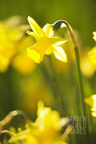 NARCISSUS_DAFFODIL