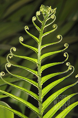 FERN