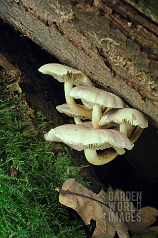 FUNGI_FUNGI