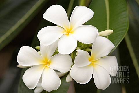 PLUMERIA_ALBA_FRANGIPANI_WEST_INDIAN_JASMINE_MONOI