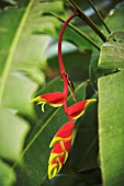 HELICONIA ROSTRATA, HELICONIA