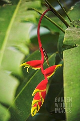 HELICONIA_ROSTRATA_HELICONIA