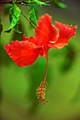 HIBISCUS ROSA-SINENSIS, HIBISCUS