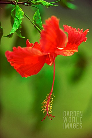 HIBISCUS_ROSASINENSIS_HIBISCUS