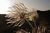 PULSATILLA ALPINA, PASQUE FLOWER