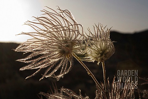 PULSATILLA_ALPINA_PASQUE_FLOWER