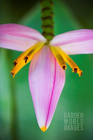 MUSA_ORNATA_BANANA