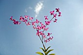 CATTLEYA, ORCHID