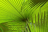 PALM - FAN PALM