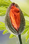 MECONOPSIS CAMBRICA, POPPY - WELSH POPPY