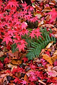 ACER PALMATUM ‘ATROPURPUREUM’, JAPANESE MAPLE