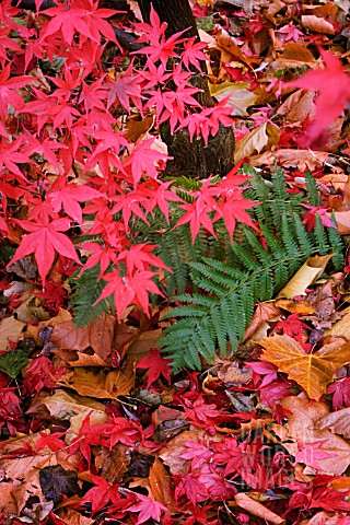 ACER_PALMATUM_ATROPURPUREUM_JAPANESE_MAPLE