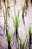 ORYZA SATIVA, RICE